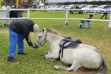 Pony Rides